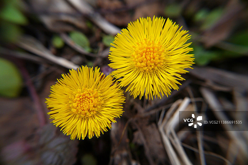田野上黄色开花植物的特写图片素材