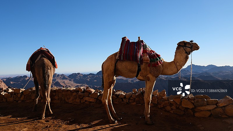 埃及西奈半岛沙漠中骆驼的侧视图图片素材