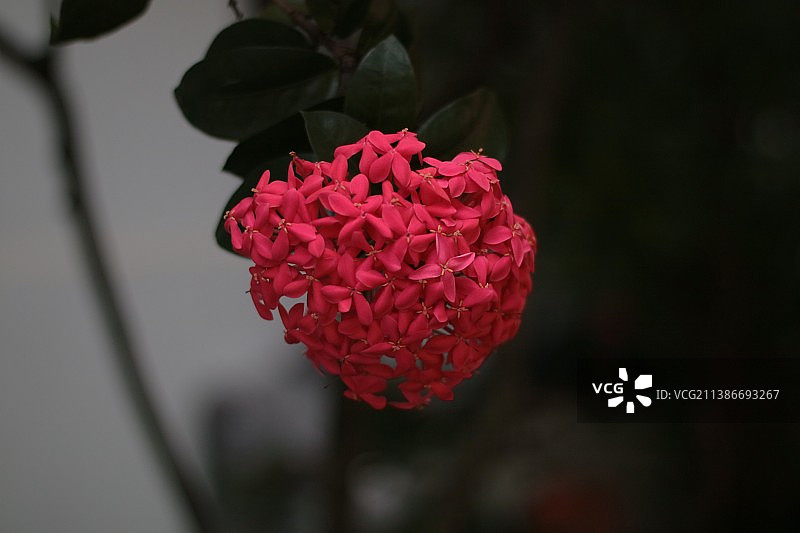 红玫瑰特写图片素材