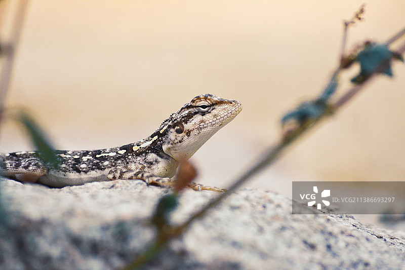 印度卡纳塔克邦亨比岩石上的蜥蜴特写图片素材