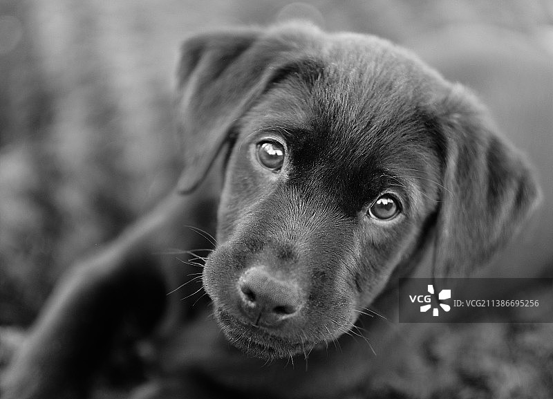 美国北卡罗来纳州拉布拉多猎犬特写图片素材