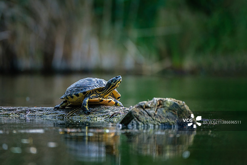 湖中青蛙特写图片素材