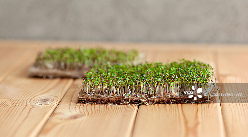 家庭种植的芥末、芝麻菜等微型蔬菜特写图片素材