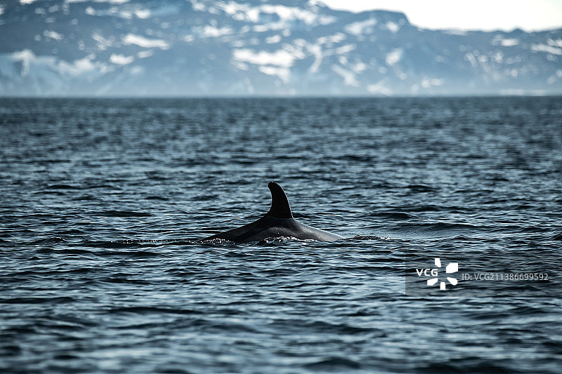 海中游泳的海豚轮廓图片素材