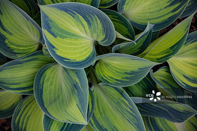 意大利树叶全画幅照片图片素材