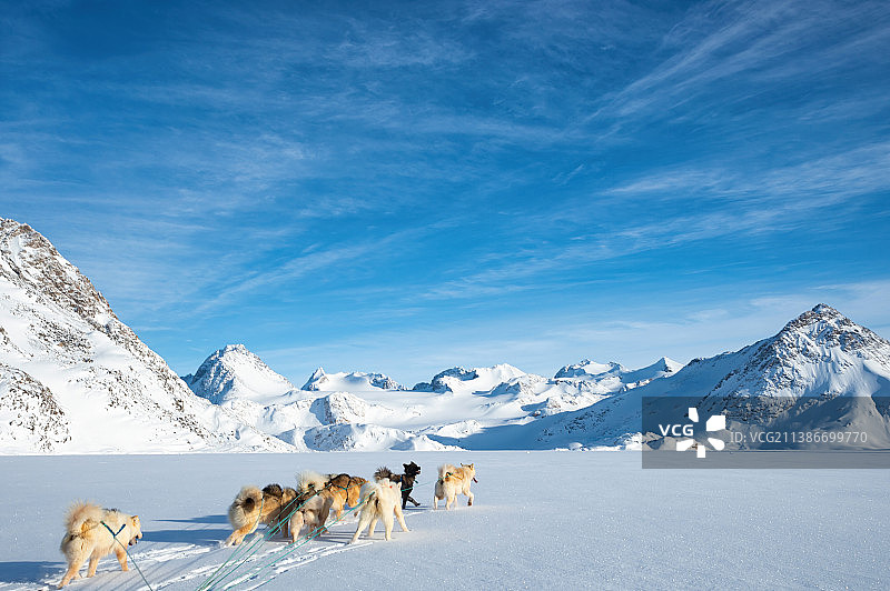 在蓝天下，雪地里拉着雪橇奔跑的狗的背影图片素材