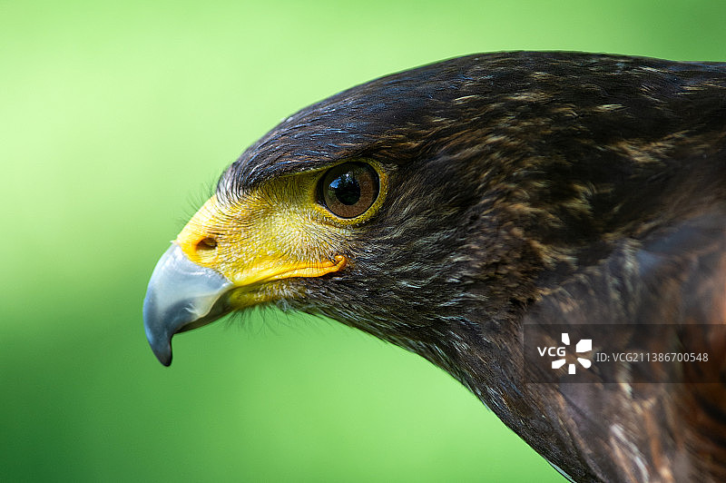 特写的鹰图片素材