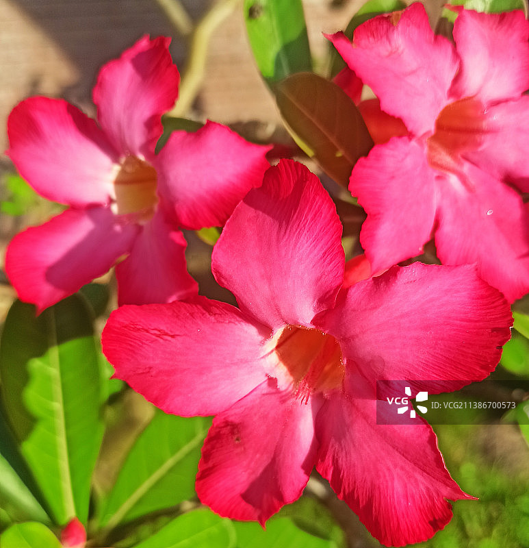粉色植物特写，印度尼西亚图片素材