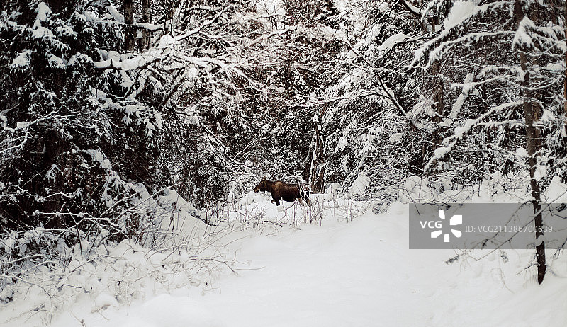 雪地里的驼鹿图片素材