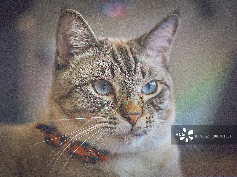 猫的特写肖像图片素材