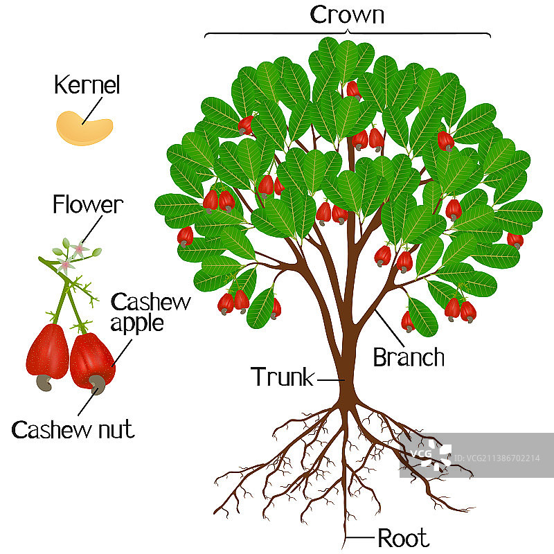 腰果植物的部分图片素材