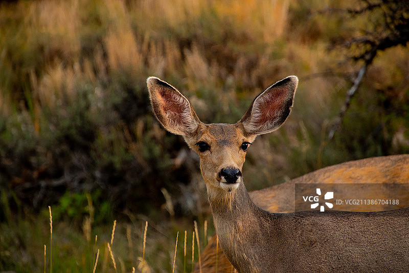 田野中的白色站立动物写真图片素材