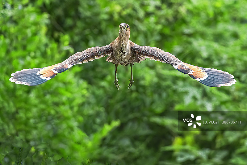 迎面飞来•黑冠鳽图片素材