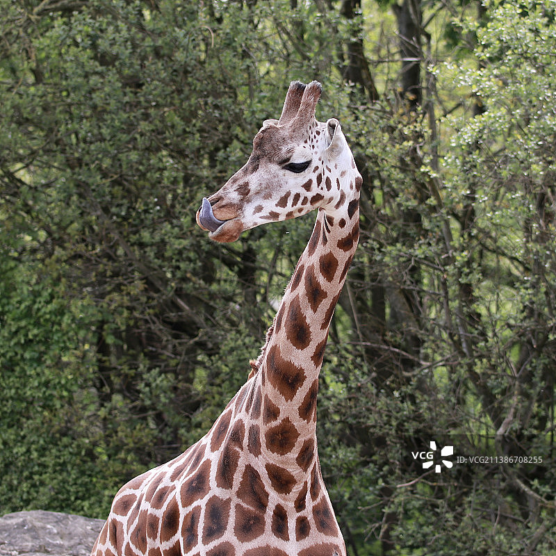 英国沃明斯特朗利特：网纹长颈鹿与树木的合影图片素材