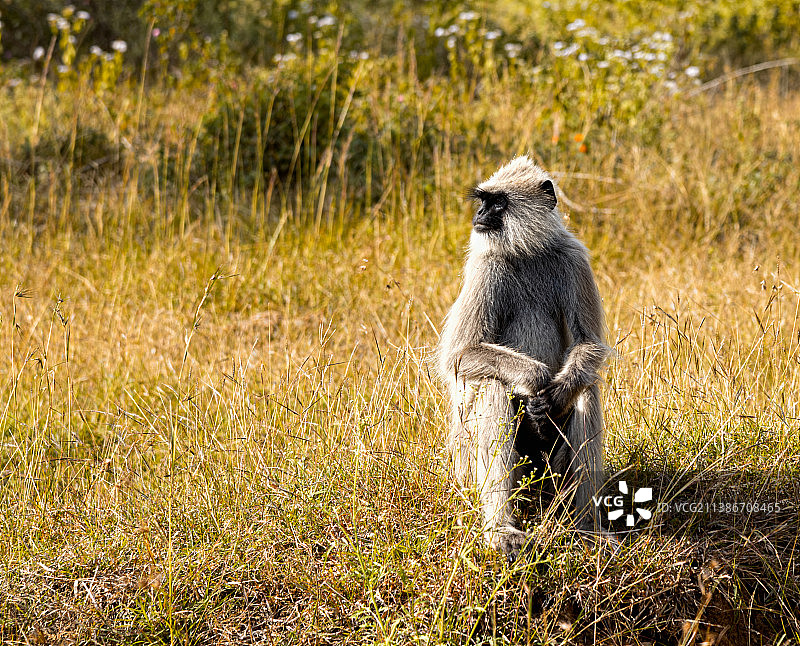 印度卡纳塔克邦班迪布尔的叶猴特写图片素材