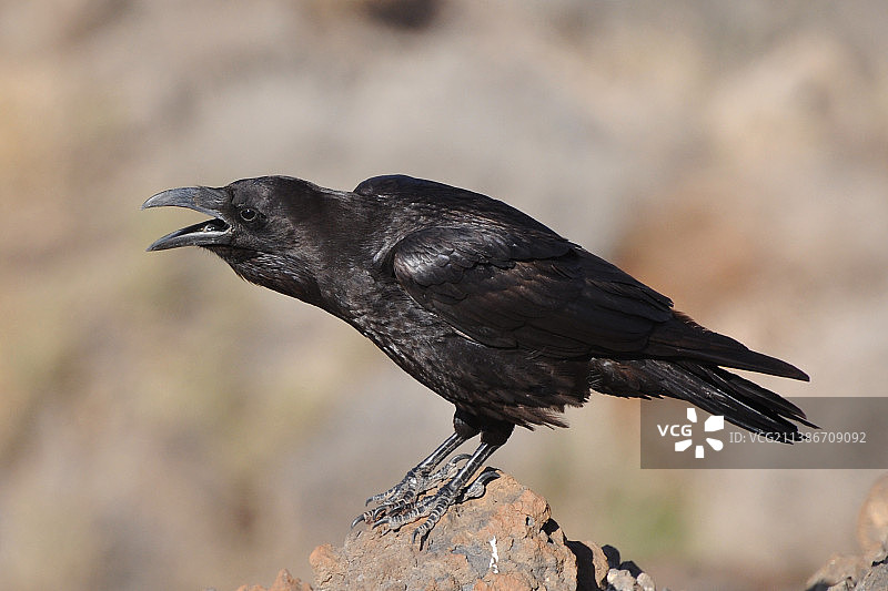 栖息在树枝上的乌鸦特写图片素材