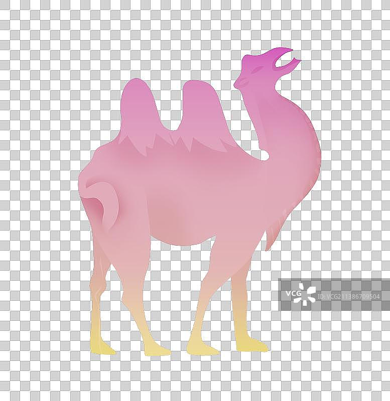 骆驼图片素材