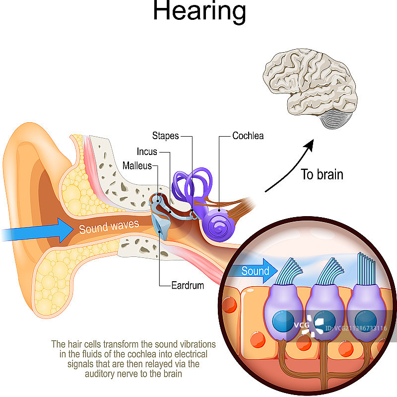 人耳耳蜗听觉横截面图片素材