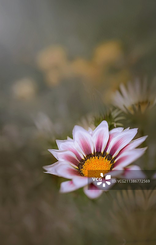 勋章菊图片素材