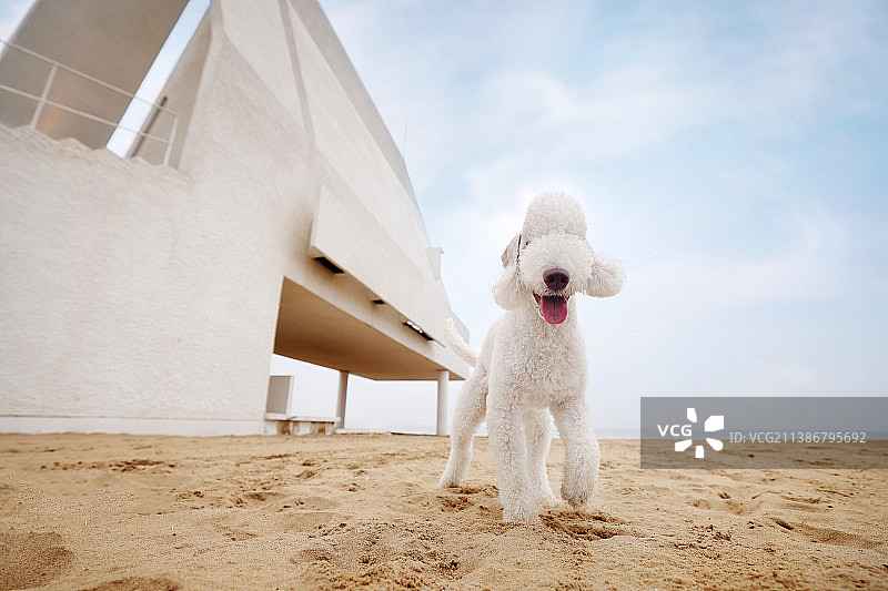 可爱的贝灵顿梗犬图片素材