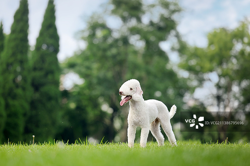 可爱的贝灵顿梗犬图片素材
