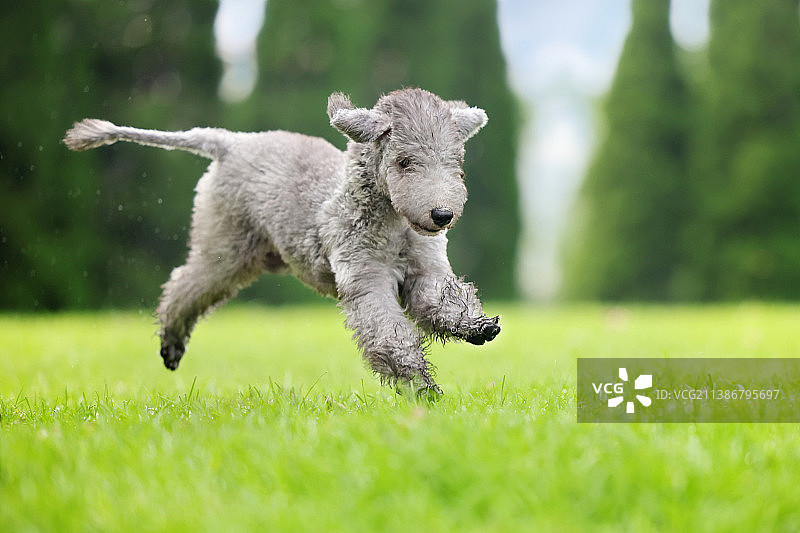 可爱的贝灵顿梗犬图片素材