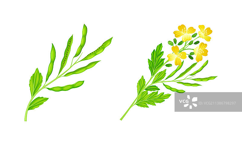 含种子和花朵的芥菜植物套装图片素材