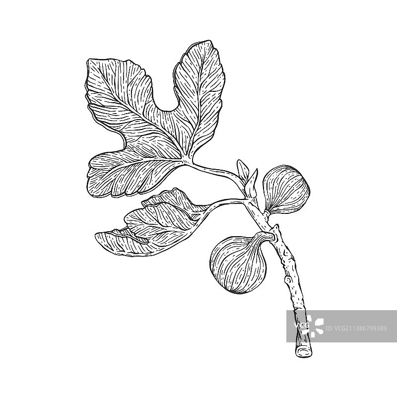 无花果树枝叶果实雕刻图片素材