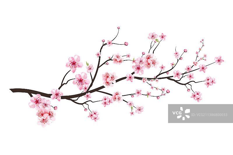 逼真的樱花树枝素材图片素材