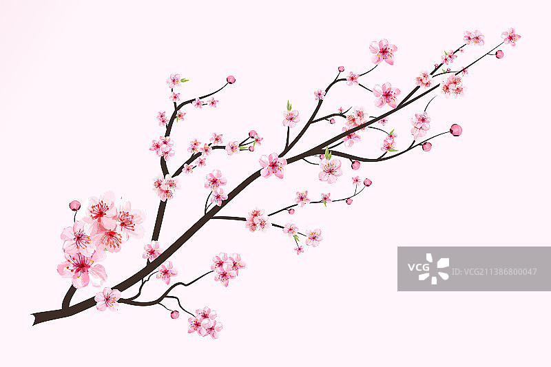 水彩盛开的樱花图片素材