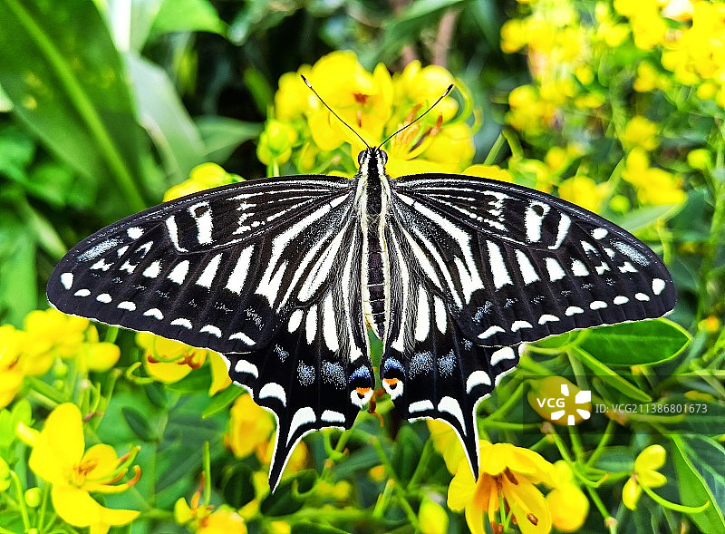 花间蝴蝶图片素材