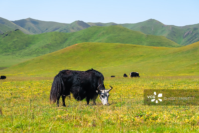甘肃甘南州夏河县拉卜楞镇桑科草原自然风光图片素材