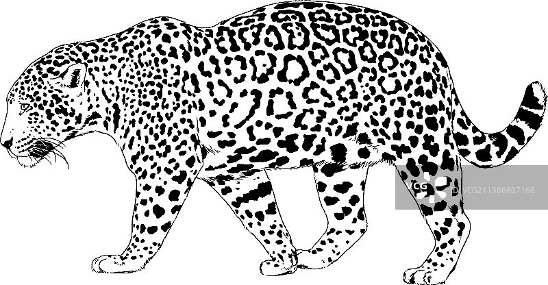 手绘的豹子咆哮面部图片素材