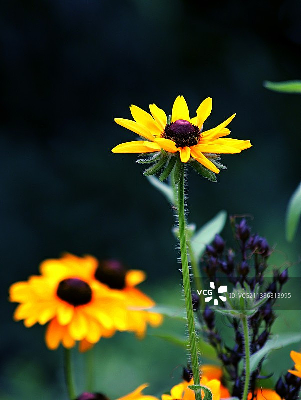 黑心金光菊图片素材