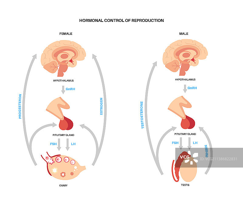 男性和女性的生殖激素图片素材