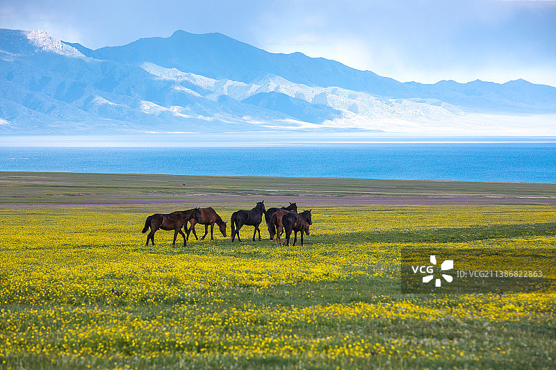 繁花盛开的草原牧场图片素材