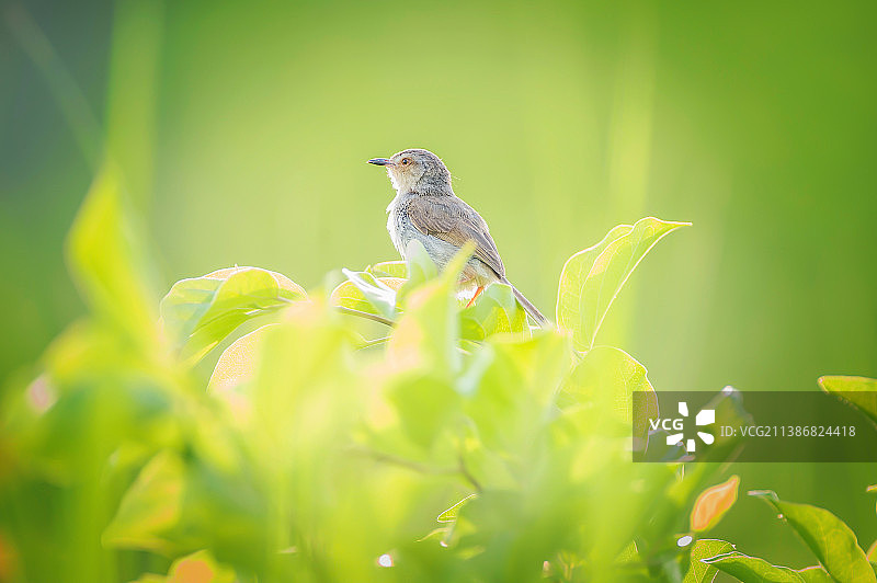 初夏立在树梢上的鹪莺图片素材