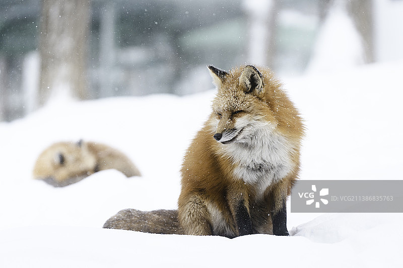 日本宫城县 狐狸村图片素材