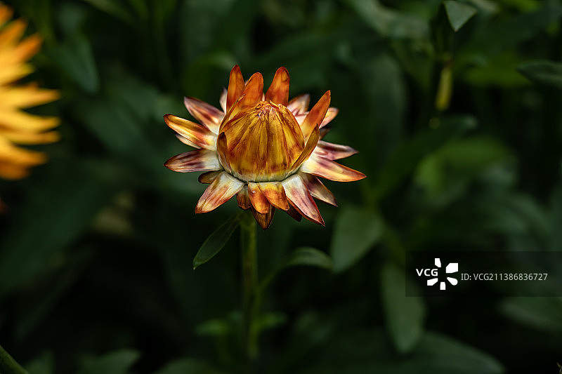 园艺花卉金色麦秆菊图片素材