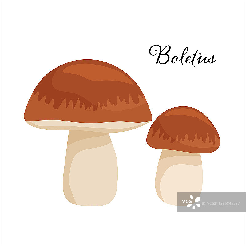 两个卡通扁平风格的牛肝菌图片素材