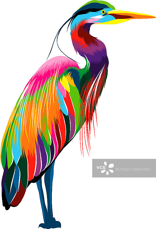 埃及苍鹭：来自多种颜色的蓝鹭图片素材