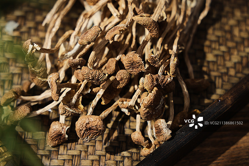 茶树菇图片素材