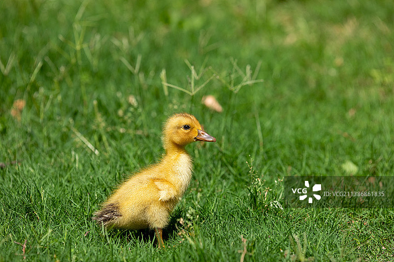 可爱的小鸭子图片素材