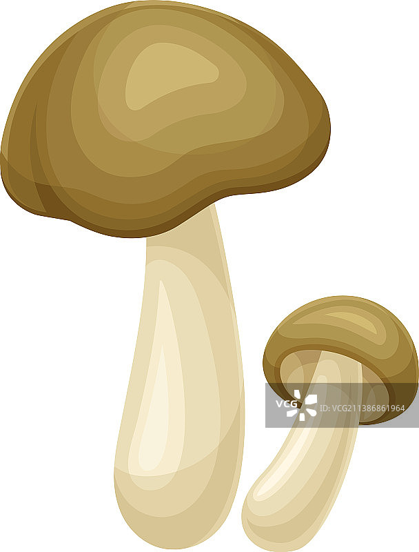 白色背景上的野生森林蘑菇图片素材