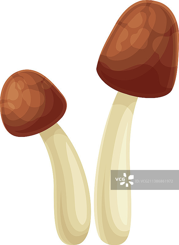 棕色伞盖的野生食用蘑菇图片素材