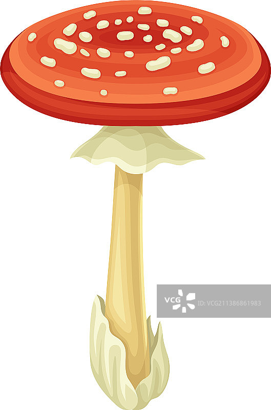 森林里的毒蝇伞图片素材