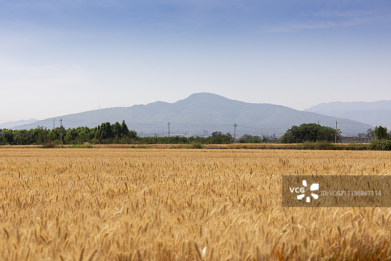 河南省郑州市巩义青龙山麦田夏天户外风光图片素材