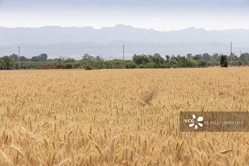 河南省郑州市巩义青龙山麦田夏天户外风光图片素材