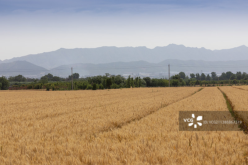 河南省郑州市巩义青龙山麦田夏天户外风光图片素材