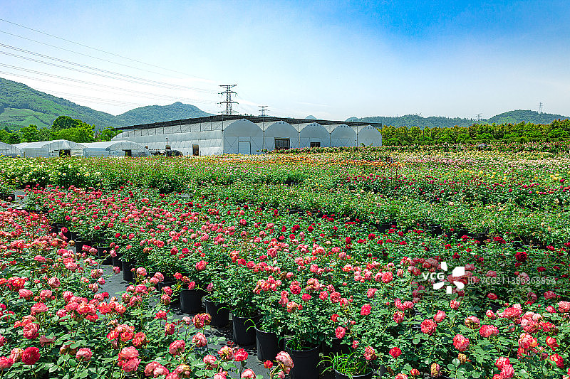 玫瑰种植基地图片素材